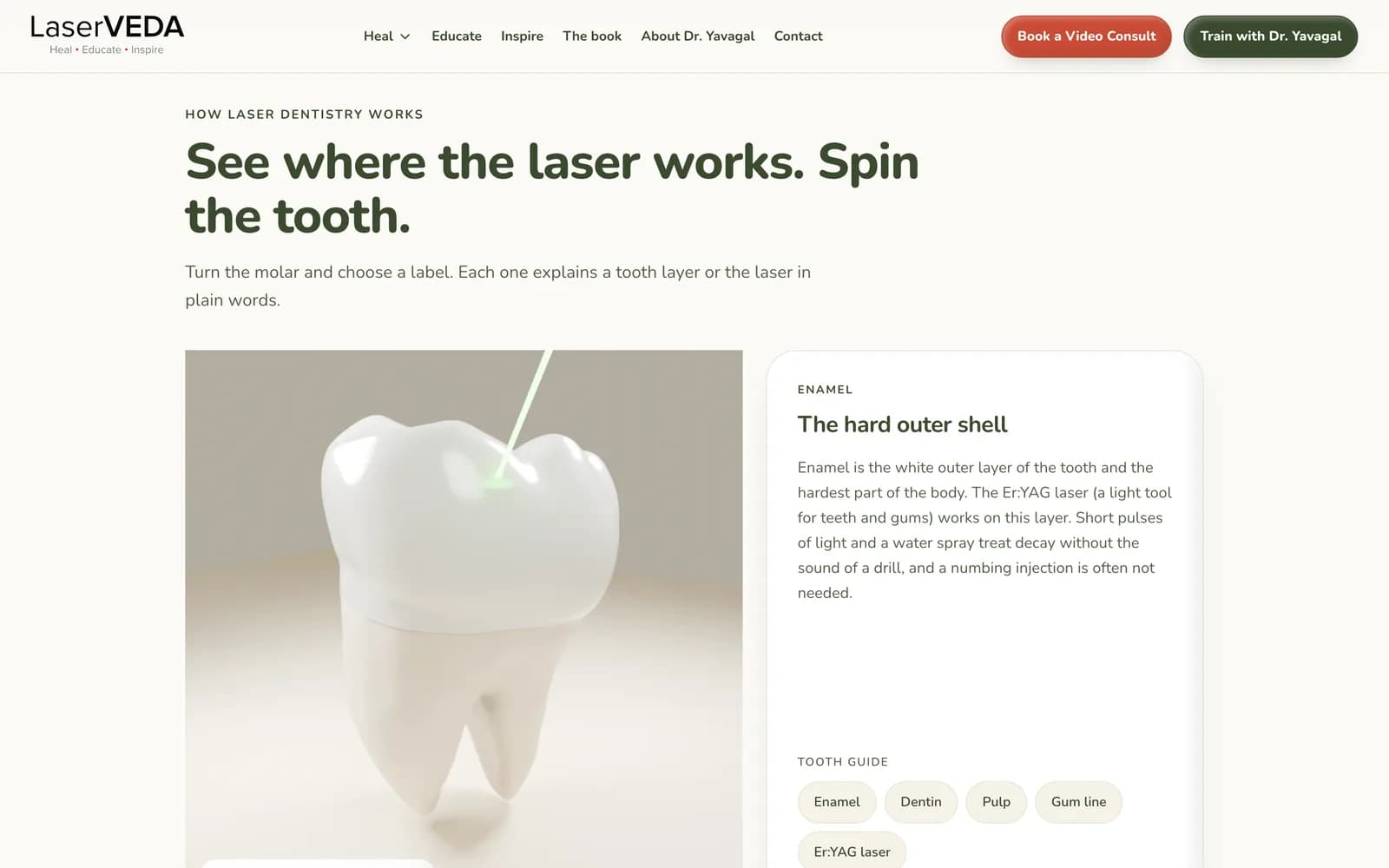 A 3D tooth patients can turn